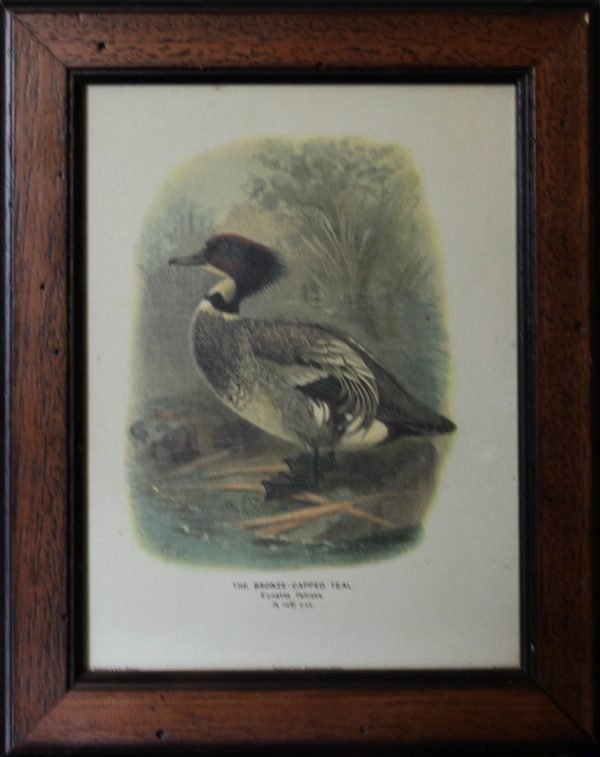 quadro, "The Bronze-Capped Teal"