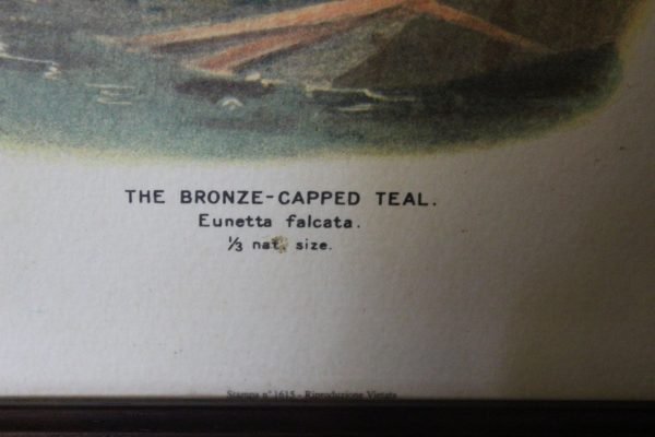 quadro, "The Bronze-Capped Teal" - immagine 2