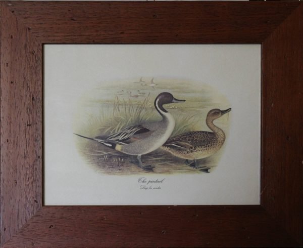 quadro, "the Pintail"