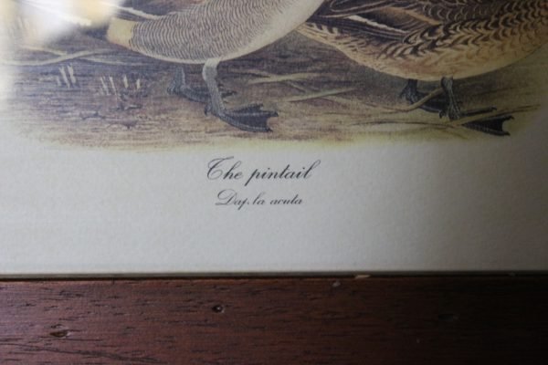 quadro, "the Pintail" - immagine 2
