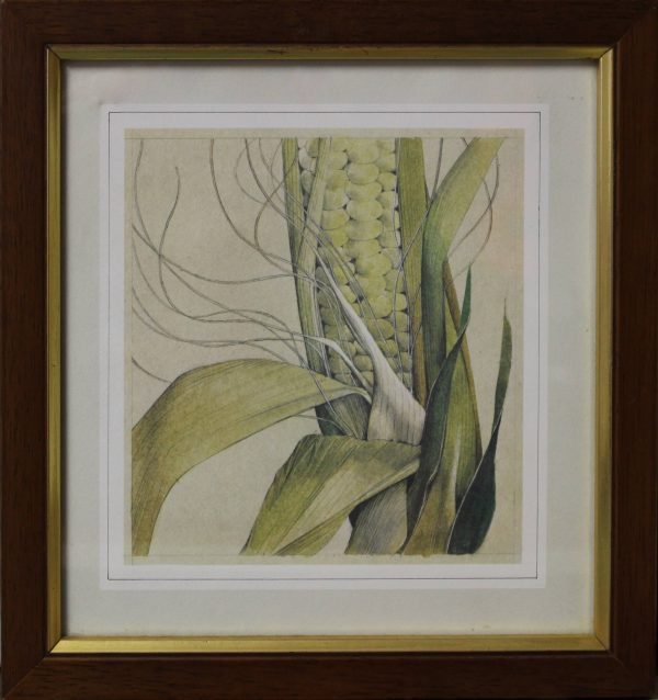 quadro, pannocchia - SERIE ALIMENTI D