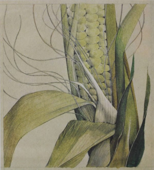 quadro, pannocchia - SERIE ALIMENTI D - immagine 2