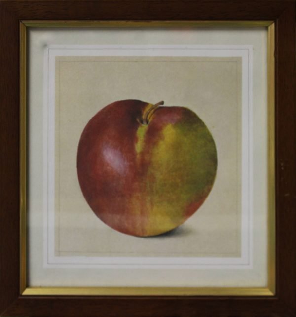 quadro, mela - SERIE ALIMENTI C