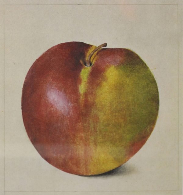 quadro, mela - SERIE ALIMENTI C - immagine 2