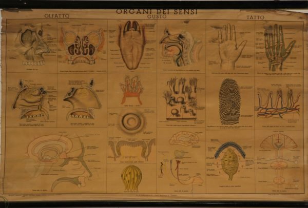 Carta "Organi dei sensi"