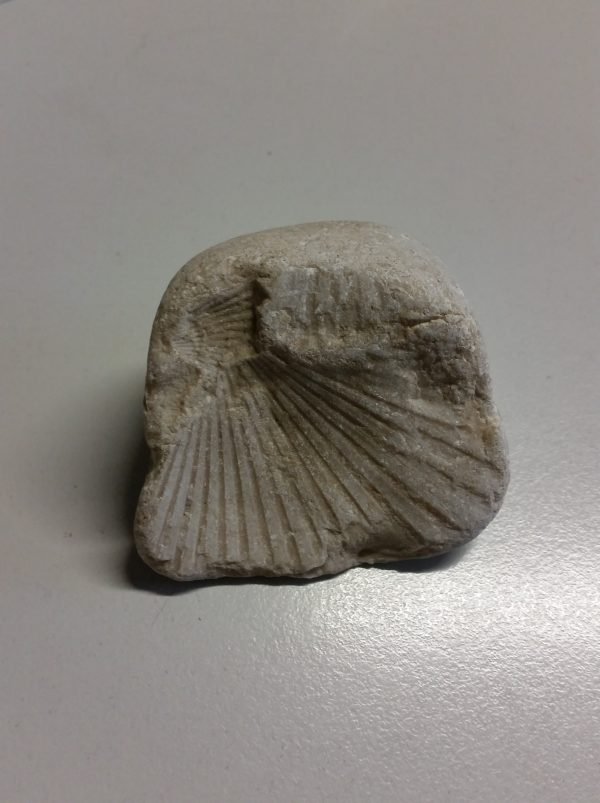 Fossile