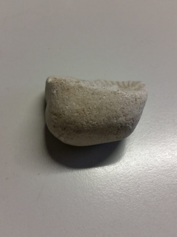 Fossile - immagine 2